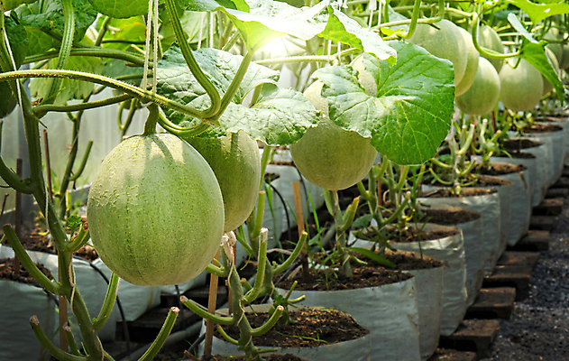 포토 JPG 해외이미지 나무 식물 꽃 음식 백그라운드 잎 밭 농업 채소 과일 태국 자연 수박 건강 씨앗 사람없음 초록색 물 농작물 농장 새싹 정원 일본 수확 성장 신선 달콤 멜론 먹기 유기농 날것 내추럴 숙성 온실 줄서기 세련 해외포토 자연요소 웰빙 산업 아시아 컬러 모션 맛 생태계 파일형식 이미지허브