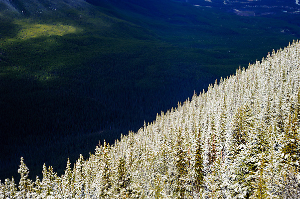 포토 JPG 해외이미지 나무 계절 공원 캐나다 자연 날씨 산 그림자 풍경 경사 사람없음 야외 초록색 환경 계곡 냉동 얼음 추위 흰색 황무지 가장자리 숲 그늘 땅 언덕 서리 지역 내추럴 반투명 밴프 삼림지대 앨버타 해외포토 자연요소 식물 공공시설 컬러 북아메리카 둘레 생태계 파일형식 이미지허브