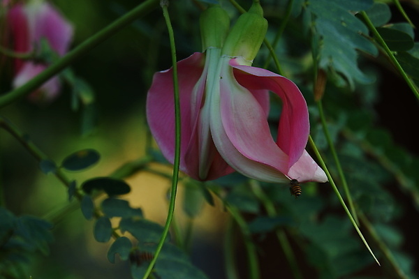 포토 JPG 해외이미지 나무 식물 전통 꽃잎 꽃 음식 백그라운드 잎 꽃무늬 채소 재료 자연 건강 사람없음 야외 빨간색 초록색 뷰티 정원 성장 벚꽃 흰색 나뭇가지 신선 그룹 닫기 허브 유기농 날것 섬유 내추럴 고립 채식주의자 해외포토 웰빙 컬러 무늬 모션 직물 생태계 채식 파일형식 이미지허브