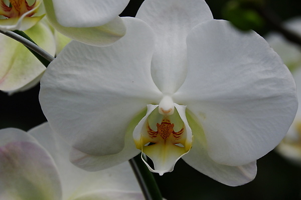 포토 JPG 해외이미지 식물 디자인 꽃잎 꽃 줄기 꽃다발 백그라운드 잎 꽃무늬 자연 선물 사람없음 장식 컬러풀 뷰티 노란색 정원 봄 벚꽃 흰색 나뭇가지 신선 개화 난초 우아함 꽃집 묘사 원예 호접란 분재 나방 내추럴 고립 이국적 해외포토 나무 계절 컬러 곤충 컨셉 무늬 취미 상점 생태계 파일형식 이미지허브