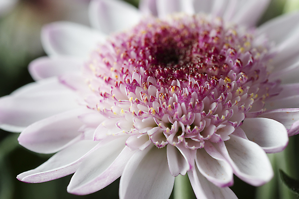 포토 JPG 해외이미지 식물 꽃잎 꽃 분홍색 꽃다발 꽃무늬 자연 국화 사람없음 컬러풀 뷰티 정원 보라색 봄 벚꽃 흰색 개화 묘사 질감 내추럴 해외포토 계절 컬러 무늬 생태계 파일형식 이미지허브