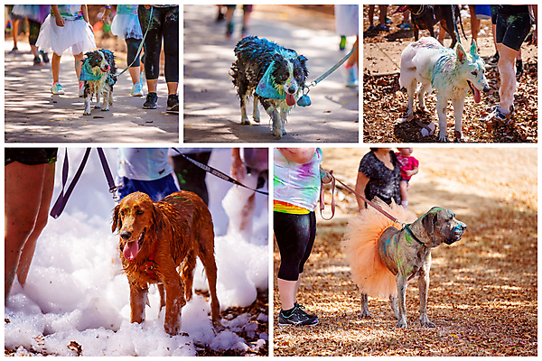 포토 JPG 해외이미지 동물 행복 오렌지 자연 안내 털 사랑 사람 사람없음 야외 물 여름 반려동물 치마 컬러풀 운동 갈색 걷기 목도리 페인트 우정 거품 젖음 그물 4 개 달콤 빨래 가루 모피 비누 모음 주인 송곳니 동반자 못생김 해외포토 자연요소 잡화 계절 감정 컬러 가사 과일 포유류 모션 하의 건강 친구 위생용품 숫자 맛 치아 생태계 파일형식 이미지허브