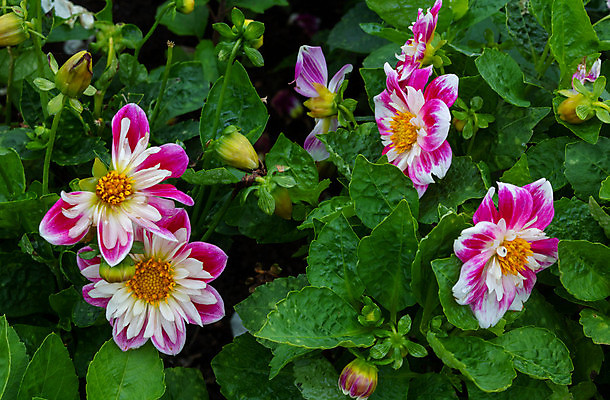 포토 JPG 해외이미지 식물 계절 꽃잎 꽃 분홍색 꽃다발 백그라운드 잎 꽃무늬 오렌지 자연 휴가 사람없음 야외 빨간색 초록색 여름 컬러풀 뷰티 노란색 유행 바구니 정원 봄 벚꽃 가을 흰색 축하 신선 개화 우아함 닫기 달리아 8월 내추럴 해외포토 컬러 컨셉 무늬 과일 모션 날짜 생태계 파일형식 이미지허브