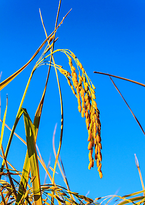 포토 JPG 해외이미지 식물 아시아 음식 백그라운드 잎 농업 태국 자연 하늘 밥 동양인 사람없음 야외 초록색 물 파란색 농작물 농장 노란색 정원 수확 흰색 시골 시리얼 동쪽 내추럴 논밭 밭일 숙성 해외포토 자연요소 나라 산업 컬러 밭 논 인종 방향 생태계 파일형식 이미지허브
