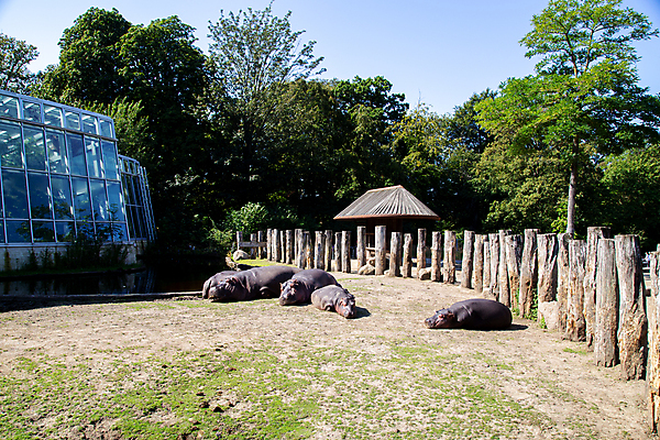 포토 JPG 해외이미지 동물 공원 야생동물 여행 포유류 아프리카 자연 초식동물 동물원 덴마크 사람없음 야외 울타리 갈색 머리 여행객 잠 큼 피부 하마 거짓말 코펜하겐 해외포토 공공시설 나라 컬러 북유럽 사람 신체부위 담장 크기 생태계 파일형식 이미지허브