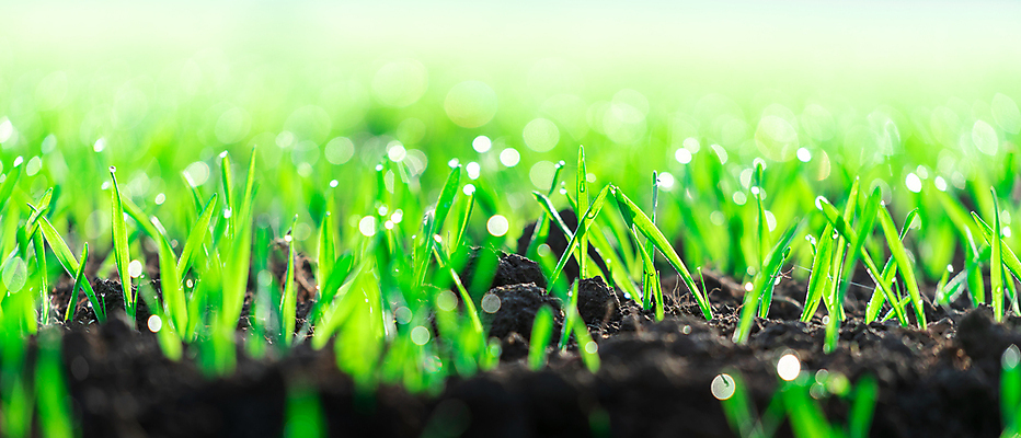 포토 JPG 해외이미지 나무 식물 계절 산업 음식 백그라운드 잎 밭 농업 채소 자연 새로움 건강 씨앗 사람없음 초록색 여름 빛 농작물 농장 새싹 환경 정원 검은색 일몰 흙 봄 성장 시골 신선 작음 땅 시리얼 유기농 먼지 내추럴 땅바닥 모종 묘목 밭일 줄서기 세련 해외포토 웰빙 컬러 컨셉 모션 바닥 노을 크기 생태계 파일형식 이미지허브