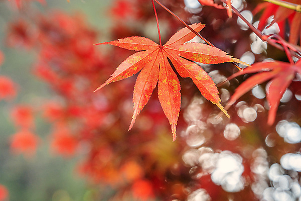 포토 JPG 해외이미지 주간 백그라운드 단풍 자연 풍경 사람없음 야외 아웃포커스 빨간색 가을풍경 가을 해외포토 자연요소 계절 컬러 잎 촬영기법 생태계 파일형식 가을_계절 이미지허브