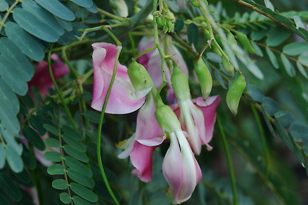 포토 JPG 해외이미지 나무 식물 전통 꽃잎 꽃 음식 백그라운드 잎 꽃무늬 채소 재료 자연 건강 사람없음 야외 빨간색 초록색 뷰티 정원 성장 벚꽃 흰색 나뭇가지 신선 그룹 닫기 허브 유기농 날것 섬유 내추럴 고립 채식주의자 해외포토 웰빙 컬러 무늬 모션 직물 생태계 채식 파일형식 이미지허브