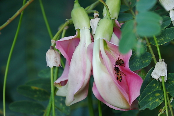 포토 JPG 해외이미지 나무 식물 전통 꽃잎 꽃 음식 백그라운드 잎 꽃무늬 채소 재료 자연 건강 사람없음 야외 빨간색 초록색 뷰티 정원 성장 벚꽃 흰색 나뭇가지 신선 그룹 닫기 허브 유기농 날것 섬유 내추럴 고립 채식주의자 해외포토 웰빙 컬러 무늬 모션 직물 생태계 채식 파일형식 이미지허브