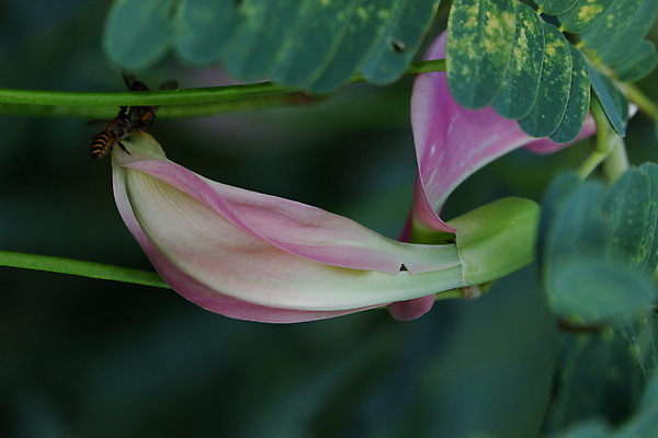 포토 JPG 해외이미지 나무 식물 전통 꽃잎 꽃 음식 백그라운드 잎 꽃무늬 채소 재료 자연 건강 사람없음 야외 빨간색 초록색 뷰티 정원 성장 벚꽃 흰색 나뭇가지 신선 그룹 닫기 허브 유기농 날것 섬유 내추럴 고립 채식주의자 해외포토 웰빙 컬러 무늬 모션 직물 생태계 채식 파일형식 이미지허브