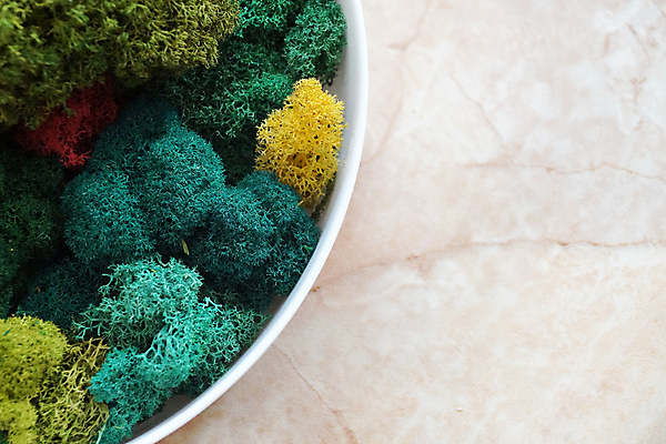 포토 JPG 해외이미지 식물 디자인 벽 백그라운드 잎 패턴 자연 벽지 표면 추상 이끼 사람없음 내부 장식 세로 초록색 빛 컬러풀 갈색 노란색 환경 정원 성장 신선 숲 묘사 생태계 질감 조경 리빙 내추럴 생태학 옛날 해외포토 교육 컬러 무늬 파일형식 이미지허브