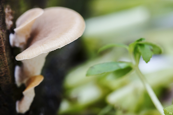 포토 JPG 해외이미지 식물 계절 공원 백그라운드 가족 자연 생물 이끼 사람없음 야외 버섯 젖음 촉촉함 성장 독약 그룹 숲 위험 작음 그늘 묘사 내추럴 곰팡이 땅바닥 삼림지대 식민지 썩음 환각 해외포토 공공시설 컨셉 관계 바닥 크기 생태계 증상 파일형식 이미지허브