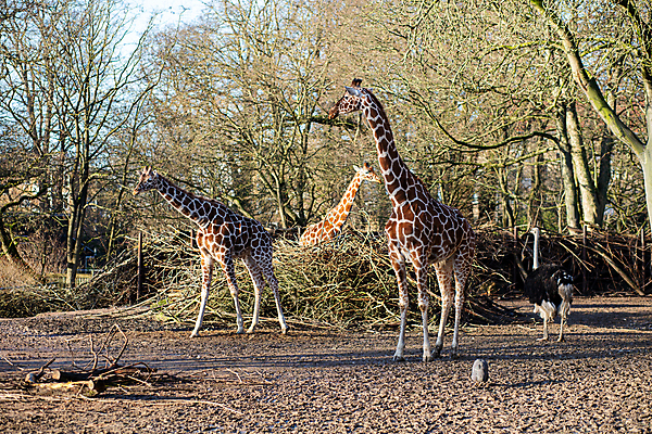 포토 JPG 해외이미지 동물 공원 야생동물 여행 포유류 가족 아프리카 자연 초식동물 동물원 덴마크 사람없음 야외 울타리 갈색 머리 여행객 그룹 큼 기린 피부 주말 목 코펜하겐 해외포토 공공시설 나라 컬러 관계 북유럽 사람 신체부위 담장 크기 생태계 파일형식 이미지허브