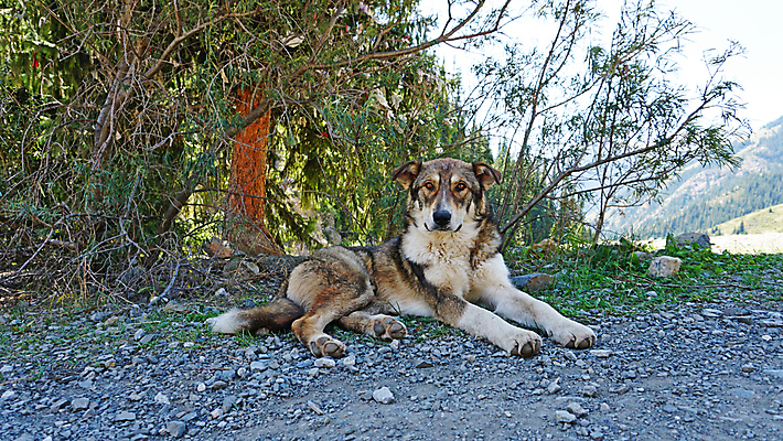 포토 JPG 해외이미지 나무 동물 공원 호수 야생동물 포유류 자연 놀이 휴식 털 그림자 사람없음 야외 목재 초록색 여름 반려동물 태양 우정 흰색 양치기 개 강아지 핥기 숲 언덕 늑대 송곳니 거짓말 카자흐스탄 가문비나무 해외포토 자연요소 식물 직업 계절 공공시설 아시아 컬러 컨셉 재료 모션 친구 치아 생태계 파일형식 이미지허브