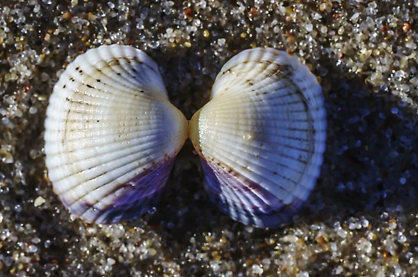 포토 JPG 해외이미지 야생동물 모래 파도 바다 백그라운드 자연 바람 휴가 조개 휴식 불가사리 독일 나선형 파노라마 사람없음 야외 치료 물 파란색 태양 일몰 껍질 황무지 떨어짐 모래언덕 방파제 북쪽 내추럴 라트비아 발트해 수평선 해외포토 자연요소 동물 공공시설 유럽 컬러 컨셉 무늬 의학 날씨 어패류 극피동물 촬영기법 북유럽 노을 방향 언덕 생태계 파일형식 이미지허브