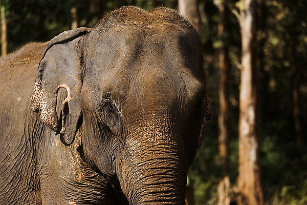 포토 JPG 해외이미지 동물 공원 아시아 야생동물 여행 포유류 자연 코끼리 주택 동양인 사람없음 야외 울타리 강 펜 마을 환경 동남아시아 목욕 보호 승차 숲 큼 인도인 대나무 라오스 멸종 숨김 내추럴 보호구역 지능 해외포토 외국인 나무 공공시설 나라 컨셉 모션 인종 건물 담장 필기구 청결 크기 생태계 구역 파일형식 이미지허브