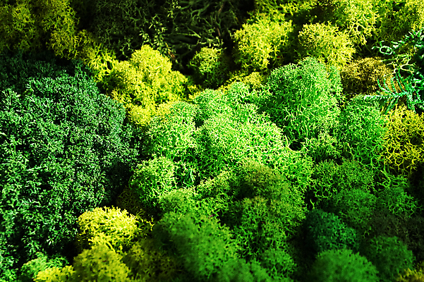 포토 JPG 해외이미지 식물 디자인 벽 백그라운드 잎 패턴 자연 벽지 표면 추상 이끼 사람없음 내부 장식 세로 초록색 빛 컬러풀 갈색 노란색 환경 정원 성장 신선 숲 묘사 생태계 질감 조경 리빙 내추럴 생태학 옛날 해외포토 교육 컬러 무늬 파일형식 이미지허브