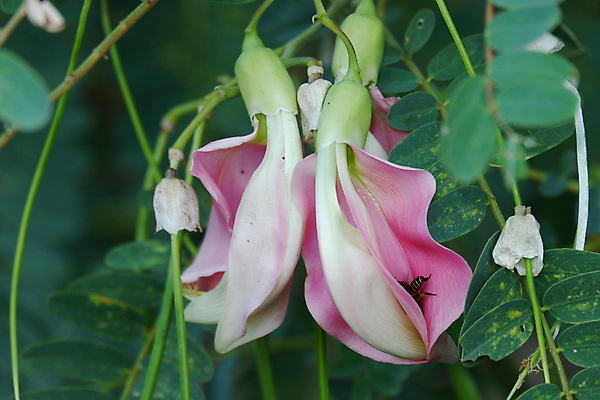 포토 JPG 해외이미지 나무 식물 전통 꽃잎 꽃 음식 백그라운드 잎 꽃무늬 채소 재료 자연 건강 사람없음 야외 빨간색 초록색 뷰티 정원 성장 벚꽃 흰색 나뭇가지 신선 그룹 닫기 허브 유기농 날것 섬유 내추럴 고립 채식주의자 해외포토 웰빙 컬러 무늬 모션 직물 생태계 채식 파일형식 이미지허브
