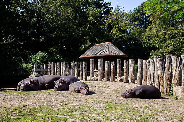 포토 JPG 해외이미지 동물 공원 야생동물 여행 포유류 아프리카 자연 초식동물 동물원 덴마크 사람없음 야외 울타리 갈색 머리 여행객 잠 큼 피부 하마 거짓말 코펜하겐 해외포토 공공시설 나라 컬러 북유럽 사람 신체부위 담장 크기 생태계 파일형식 이미지허브