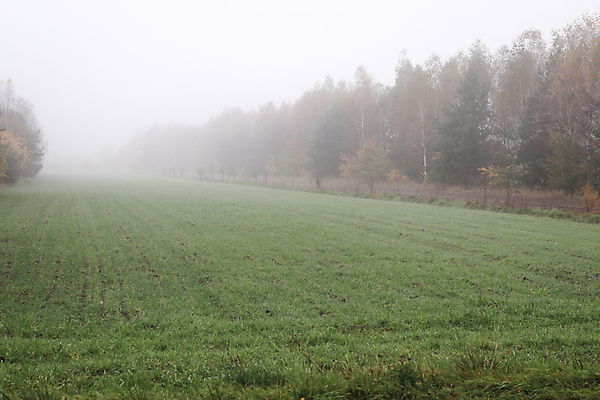 포토 JPG 해외이미지 나무 계절 밭 농업 자연 아침 날씨 사람없음 야외 가로 초록색 농경지 평화 환경 침묵 고요 습기 추위 안개 시골 속도 내추럴 땅바닥 뿌연 해외포토 주간 식물 산업 컬러 컨셉 바닥 농장 소리 생태계 파일형식 이미지허브