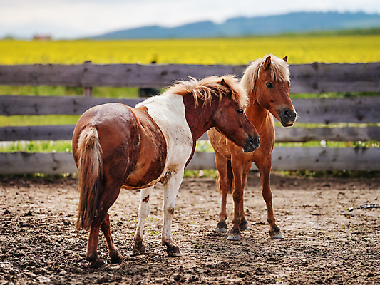 포토 JPG 해외이미지 동물 2 밭 포유류 자연 아이슬란드 사람없음 야외 초록색 뷰티 농장 갈색 머리 미니어처 흰색 쌍 승마 작음 빙하 갈기 조랑말 내추럴 기르기 해외포토 유럽 스포츠 컬러 농업 신체부위 모형 말_동물 크기 생태계 돌봄 파일형식 이미지허브