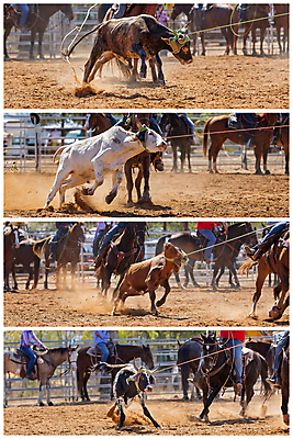 포토 JPG 해외이미지 동물 문화 밧줄 스포츠 포즈 모션 자연 사람없음 달리기 가축 경쟁 경기장 공연 운전 시골 승마 카우보이 호주 승차 익스트림스포츠 속도 황소 쇼 먼지 모음 로데오 송아지 라이더 서쪽 토너먼트 해외포토 줄 새끼 컨셉 스포츠시설 이벤트 소 오세아니아 방향 생태계 파일형식 이미지허브