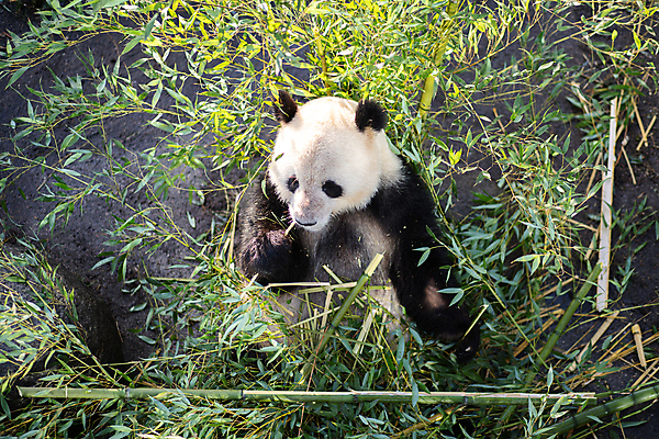 포토 JPG 해외이미지 동물 1 공원 야생동물 여행 곰 포유류 자연 초식동물 동물원 덴마크 앉기 사람없음 야외 머리 여행객 정원 검은색 중국 흰색 큼 판다 먹기 피부 싱글 주말 방문 거인 코펜하겐 해외포토 공공시설 아시아 컬러 모션 북유럽 사람 신체부위 크기 생태계 파일형식 이미지허브