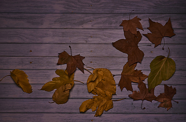 포토 JPG 해외이미지 나무 식물 계절 백그라운드 단풍 잎 텍스트 자연 표면 추상 잔디 사람없음 야외 목재 그래픽 가로 빛 갈색 노란색 환경 성장 가을 시골 죽음 역 고독 땅 허브 순수 생태계 질감 스위치 자원 대각선 내추럴 땅바닥 생태학 옛날 자금 카피스페이스 해외포토 교육 감정 선 컬러 컨셉 돈 무늬 재료 교통시설 바닥 금융 공백 파일형식 이미지허브