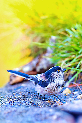 포토 JPG 해외이미지 동물 유럽 음료 야생동물 날개 자연 조류 사람없음 초록색 물 뷰티 환경 목욕 젖음 다양 연못 스페인 보호 숲 갈증 깃털 생태계 생물학 부리 서식지 동물상 무료 보호구역 생태학 해외포토 자연요소 교육 나라 컬러 다수 컨셉 조형물 청결 구역 파일형식 이미지허브