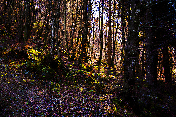 포토 JPG 해외이미지 나무 식물 공원 유럽 여행 컨셉 잎 자연 추상 이끼 풍경 사람없음 야외 목재 초록색 빛 햇빛 태양 평화 환경 침묵 이탈리아 하이킹 안개 소나무 황무지 숲 장면 북쪽 상록수 침엽수 내추럴 삼림지대 생태학 해외포토 자연요소 공공시설 교육 나라 컬러 무늬 재료 레저 날씨 소리 방향 생태계 파일형식 이미지허브