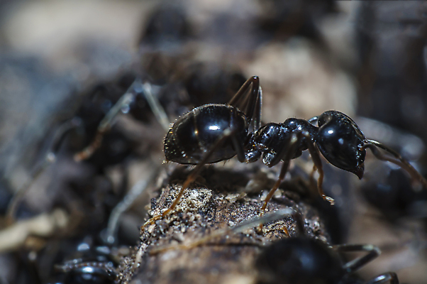 포토 JPG 해외이미지 나무 식물 동물 꽃 야생동물 곤충 백그라운드 절지류 신체 자연 휴식 사람없음 빨간색 초록색 빛 뷰티 갈색 환경 정원 검은색 봄 줄무늬 흰색 구출 닫기 벌레 숲 딱정벌레 묘사 무당벌레 개미 내추럴 고립 동물상 해외포토 계절 컬러 컨셉 무늬 모션 조형물 도움 생태계 파일형식 이미지허브