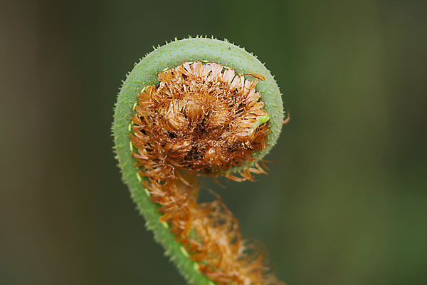 포토 JPG 해외이미지 식물 야생동물 백그라운드 잎 꽃무늬 곡선 자연 사람없음 초록색 컬러풀 뷰티 환경 정원 봄 벚꽃 신선 숲 열대우림 묘사 내추럴 양치류 해외포토 동물 계절 꽃 선 컬러 무늬 생태계 파일형식 이미지허브