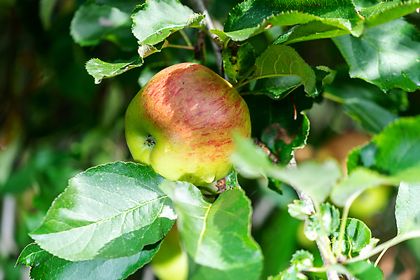 포토 JPG 해외이미지 나무 식물 라이프스타일 계절 음식 백그라운드 잎 농업 과일 자연 건강 사람없음 야외 초록색 빛 농작물 햇빛 태양 농장 일출 환경 정원 맑음 식사 일몰 수확 성장 나뭇가지 시골 신선 달콤 맛 사과 과수원 유기농 원예 내추럴 숙성 채식주의자 해외포토 자연요소 웰빙 산업 컬러 컨셉 날씨 취미 생활 노을 생태계 채식 파일형식 이미지허브