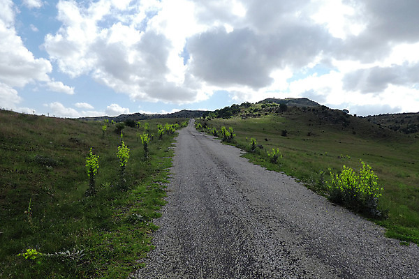 포토 JPG 해외이미지 식물 꽃 백그라운드 잎 꽃무늬 자연 사람없음 야외 초록색 여름 약 노란색 정원 봄 들꽃 벚꽃 개화 약초 허브 내추럴 고립 해외포토 계절 컬러 무늬 의학 풀_식물 생태계 파일형식 이미지허브