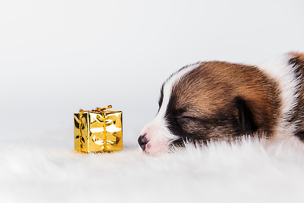 포토 JPG 해외이미지 행복 새끼 크리스마스 기념 실내 선물 사람없음 선물상자 반려동물 바구니 귀여움 잠 개 강아지 해외포토 동물 기념일 감정 컨셉 포유류 내부 상자 파일형식 이미지허브