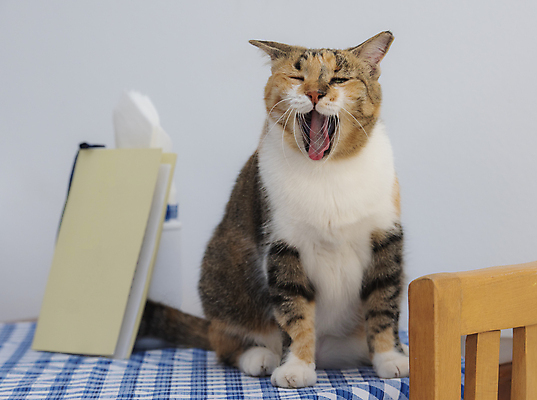 포토 JPG 해외이미지 동물 얼굴 포유류 탁자 수염 주택 털 실내 피곤 사람없음 파란색 반려동물 머리 고양이 식탁보 흰색 입 모피 혀 코 귀 육식동물 하품 육식 얼룩무늬 해외포토 컬러 가구 컨셉 무늬 내부 건물 신체부위 생리현상 파일형식 이미지허브