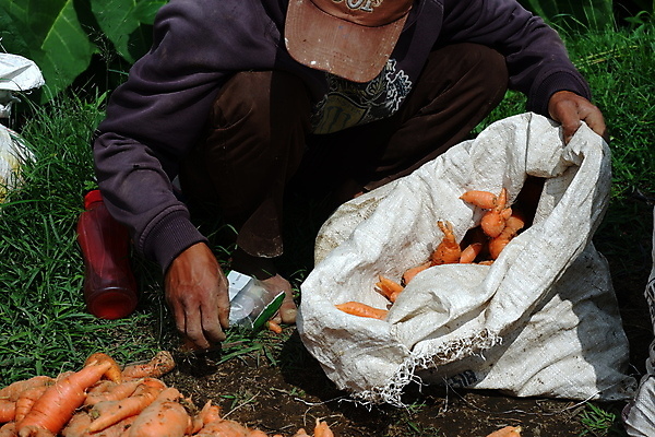 포토 JPG 해외이미지 식물 라이프스타일 손 여자 음식 밭 농업 채소 오렌지 비즈니스 자연 건강 사람 사람없음 초록색 농작물 농장 농경지 쌓기 정원 흙 당근 수확 성장 신선 잡기 그룹 수술 시장 당기기 농부 나무상자 수집 유기농 원예 뿌리 먼지 땅바닥 바이오 밭일 숙성 채식주의자 해외포토 직업 웰빙 산업 컬러 과일 의학 모션 바닥 뿌리채소 취미 생활 신체부위 치료 상자 생태계 채식 파일형식 이미지허브