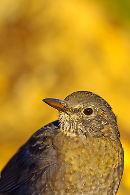 포토 JPG 해외이미지 동물 유럽 야생동물 날개 자연 조류 사람없음 야외 뷰티 환경 목욕 다양 연못 스페인 보호 숲 갈증 깃털 환경보전 생태계 생물학 부리 서식지 동물상 보호구역 생태학 해외포토 교육 나라 다수 컨셉 조형물 청결 사회이슈 구역 파일형식 이미지허브