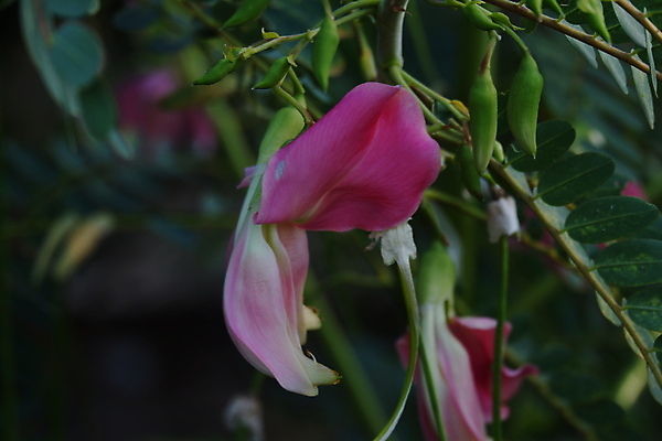 포토 JPG 해외이미지 나무 식물 전통 꽃잎 꽃 음식 백그라운드 잎 꽃무늬 채소 재료 자연 건강 사람없음 야외 빨간색 초록색 뷰티 정원 성장 벚꽃 흰색 나뭇가지 신선 그룹 닫기 허브 유기농 날것 섬유 내추럴 고립 채식주의자 해외포토 웰빙 컬러 무늬 모션 직물 생태계 채식 파일형식 이미지허브