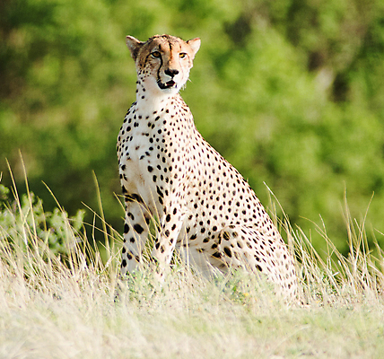 포토 JPG 해외이미지 야생동물 여행 사람없음 해외포토 동물 파일형식 이미지허브