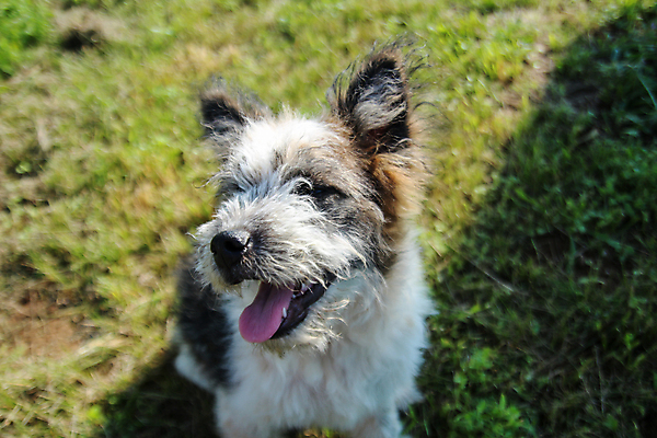 포토 JPG 해외이미지 동물 응시 야생동물 백그라운드 포유류 자연 털 서기 사람없음 야외 초록색 반려동물 머리 추위 흰색 입 닫기 개 강아지 모피 육식동물 솜털 늑대 송곳니 내추럴 해외포토 시선 컬러 모션 신체부위 치아 생태계 파일형식 이미지허브