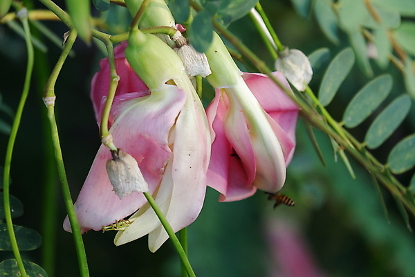 포토 JPG 해외이미지 나무 식물 전통 꽃잎 꽃 음식 백그라운드 잎 꽃무늬 채소 재료 자연 건강 사람없음 야외 빨간색 초록색 뷰티 정원 성장 벚꽃 흰색 나뭇가지 신선 그룹 닫기 허브 유기농 날것 섬유 내추럴 고립 채식주의자 해외포토 웰빙 컬러 무늬 모션 직물 생태계 채식 파일형식 이미지허브