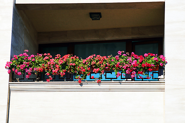 포토 JPG 해외이미지 계절 꽃 난간 휴식 따뜻함 사람없음 야외 빨간색 빛 울타리 발코니 우아함 맨션 꽃집 조경 뒤뜰 인기 안락 해외포토 식물 컬러 컨셉 주택 담장 상점 파일형식 이미지허브