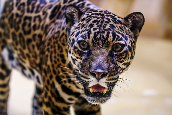 포토 JPG 해외이미지 시선 남자 야생동물 아프리카 자연 휴식 생물 동물원 종류 사람없음 야외 분노 호랑이 황무지 남아메리카 위험 열대우림 사파리 사냥 육식동물 에콰도르 사냥꾼 멸종 브라질 표범 남쪽 과테말라 동물상 볼리비아 아마존 재규어 전국 페루 해외포토 동물 직업 감정 나라 컨셉 포유류 아메리카 사람 조형물 중앙아메리카 숲 방향 생태계 파일형식 이미지허브