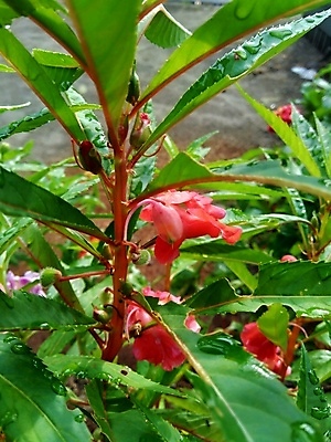 포토 JPG 해외이미지 식물 꽃잎 꽃 줄기 분홍색 꽃다발 백그라운드 잎 2 꽃무늬 채소 자연 함께함 사람없음 빨간색 초록색 여름 컬러풀 뷰티 정원 보라색 성장 벚꽃 신선 개화 허브 내추럴 강렬 추출 해외포토 계절 컬러 컨셉 무늬 생태계 파일형식 이미지허브