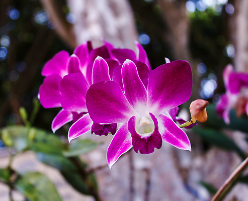 포토 JPG 해외이미지 식물 기념일 꽃잎 꽃 줄기 꽃다발 백그라운드 자연 휴식 선물 사람없음 장식 뷰티 노란색 보라색 스파 벚꽃 흰색 나뭇가지 신선 난초 우아함 싱글 심플 아로마 아로마테라피 해외포토 나무 컬러 컨셉 이벤트 생태계 테라피 파일형식 이미지허브