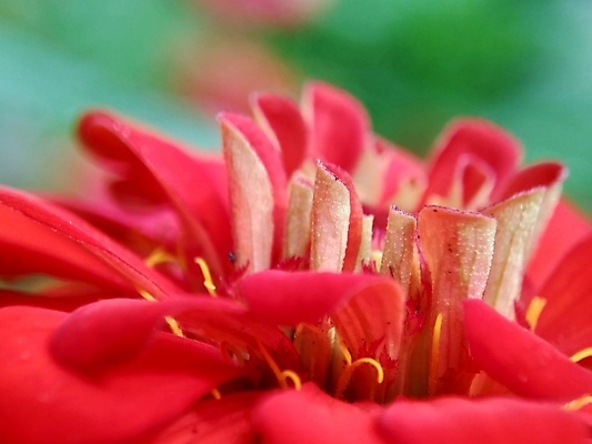 포토 JPG 해외이미지 식물 디자인 공원 꽃잎 꽃 분홍색 백그라운드 잎 꽃무늬 오렌지 자연 추상 국화 사람없음 야외 장식 빨간색 초록색 여름 컬러풀 태양 뷰티 노란색 정원 보라색 봄 벚꽃 신선 개화 원예 내추럴 강렬 여의주 해외포토 자연요소 계절 공공시설 컬러 무늬 과일 취미 생태계 파일형식 이미지허브