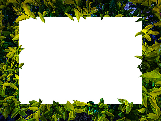 포토 JPG 해외이미지 식물 템플릿 편집 디자인 배너 종이 백그라운드 컨셉 단풍 잎 텍스트 자연 추상 아이디어 프레임 액자틀 사람없음 가로 초록색 컬러풀 우주 환경 칠판 화목 공백 흰색 신선 신용카드 그림 질감 레이아웃 초대 위치 시트 직사각형 내추럴 그리너리 해외포토 도형 컬러 액자 무늬 틀 금융 생태계 파일형식 트랜드컬러 이미지허브