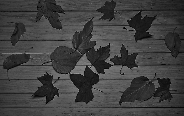 포토 JPG 해외이미지 나무 식물 계절 백그라운드 단풍 잎 텍스트 자연 표면 추상 잔디 사람없음 야외 목재 그래픽 가로 빛 갈색 노란색 환경 성장 가을 시골 죽음 역 고독 땅 허브 순수 생태계 질감 스위치 자원 대각선 내추럴 땅바닥 생태학 옛날 자금 카피스페이스 해외포토 교육 감정 선 컬러 컨셉 돈 무늬 재료 교통시설 바닥 금융 공백 파일형식 이미지허브