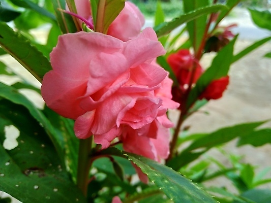 포토 JPG 해외이미지 식물 꽃잎 꽃 줄기 분홍색 꽃다발 백그라운드 잎 2 꽃무늬 채소 자연 함께함 사람없음 빨간색 초록색 여름 컬러풀 뷰티 정원 보라색 성장 벚꽃 신선 개화 허브 내추럴 강렬 추출 해외포토 계절 컬러 컨셉 무늬 생태계 파일형식 이미지허브